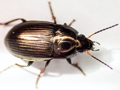 Amara ovata